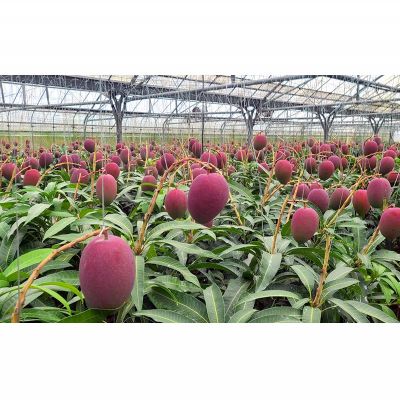 【ふるさと納税】【2026年発送】南国の恵み！久志マンゴー農園のアップルマンゴー贈答用（約2kg） アーウィン 果物 甘い 夏 濃厚 ギフト Mango ランキング 完熟 お気に入り 美味しい 人気 甘味 フルーツ 沖縄県 先行予約 食品 デザート 産地直送 送料無料 サムネイル3