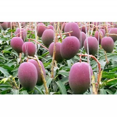 【ふるさと納税】【2026年発送】県知事賞受賞　サンフルーツ糸満　マンゴー秀品　約1kg 産地直送 先行予約 フルーツ 果物 くだもの アップルマンゴー アップル アーウィン種 濃厚 デザート 贅沢 旬の果物 甘い おすすめ プレゼント 贈答 冷蔵 国産 沖縄 沖縄県産 サムネイル3