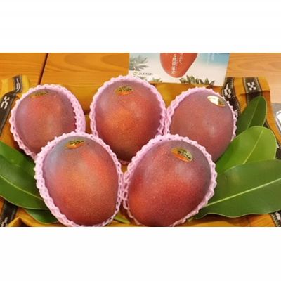 【ふるさと納税】【2026年発送】マンゴーの拠点産地「宜野座村」の秀品アップルマンゴー（約2kg） アーウィン 果物 甘い 夏 濃厚 ギフト Mango ランキング 完熟 お気に入り 美味しい 人気 おすすめ 地元 沖縄県 先行予約 南国フルーツ デザート 産地直送 送料無料 サムネイル2