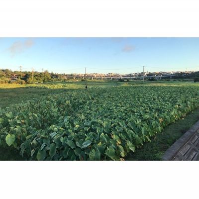【ふるさと納税】金武町特産「笑う芋」田芋（ターンム） 伝統食材 美味しい 自然 風味 地産 特産品 国産 料理 和食 お気に入り 美味しい ヘルシー 地元愛 懐かしさ 沖縄県 丁寧な栽培 食品 人気 産地直送 送料無料 - 画像3