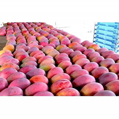 【ふるさと納税】【2026年発送】金武町のアップルマンゴー◆贈答用◆2kg以上（4～6玉） アーウィン 果物 甘い 夏 濃厚 ギフト Mango ランキング 完熟 お気に入り 収穫 人気 甘味 フルーツ 沖縄県 先行予約 食品 デザート 産地直送 送料無料 サムネイル2