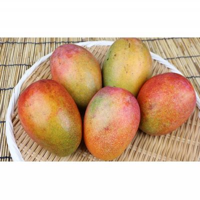 【ふるさと納税】【2026年発送】農家さん直送！アップルマンゴー4kg以上　家庭用 アーウィン 果物 甘い 夏 濃厚 ギフト Mango ランキング 完熟 お気に入り 収穫 人気 甘味 フルーツ 沖縄県 先行予約 食品 デザート 産地直送 送料無料 サムネイル2