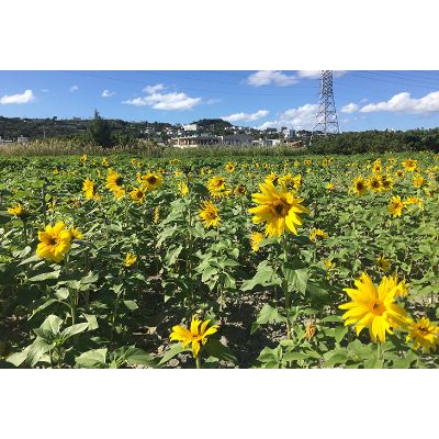 【ふるさと納税】沖縄県北中城村の対象施設で使える楽天トラベルクーポン 寄付額40,000円 サムネイル2