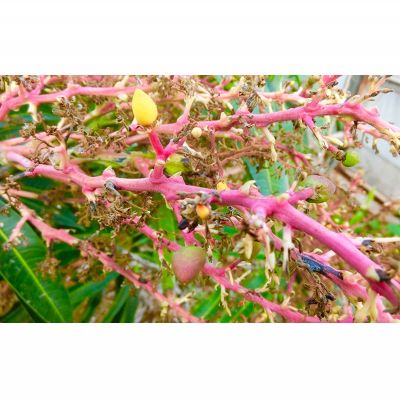 【ふるさと納税】【2026年発送】久米島印商店 完熟マンゴー 約4kg マンゴー フルーツ 果物 デザート 完熟 甘い 濃厚 スムージー アイス プリン ヨーグルト ケーキ 贈り物 贈答 ギフト 人気 リピーター 南国 沖縄 久米島 サムネイル3