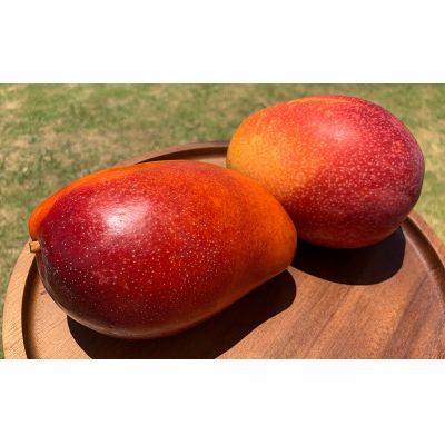 【ふるさと納税】【2026年発送】完熟直送！本永さんの久米島マンゴー 約2kg ◆秀品◆ マンゴー フルーツ 果物 デザート 完熟 秀品 甘い ジューシー スムージー アイス プリン ヨーグルト ケーキ 贈り物 贈答 ギフト お中元 南国 沖縄 久米島 サムネイル2