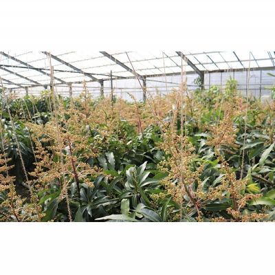 【ふるさと納税】【2026年発送】完熟直送！本永さんの久米島マンゴー 約2kg ◆秀品◆ マンゴー フルーツ 果物 デザート 完熟 秀品 甘い ジューシー スムージー アイス プリン ヨーグルト ケーキ 贈り物 贈答 ギフト お中元 南国 沖縄 久米島 サムネイル3