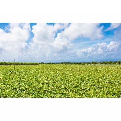 【ふるさと納税】まるで畑のチョコ！沖縄久米島生まれ「焼き紅芋」5袋セット 紅いも お芋 イモ 焼き芋 焼きいも 沖夢紫 熟成 しっとり 甘い ホクホク 高糖度 粘り気 糖分 アントシアニン 国産 スイーツ おやつ 栄養満点 ダイエット 小分け - 画像3