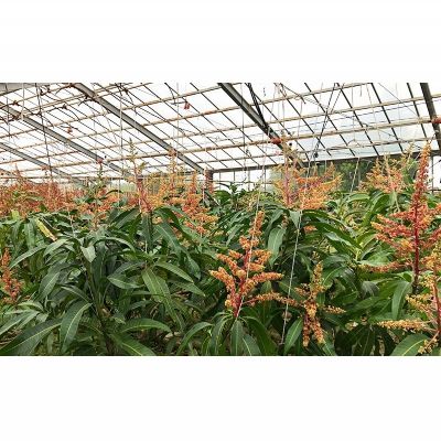 【ふるさと納税】【2026年発送】久米島赤鶏牧場 直送！糖度15度以上「プレミアム」完熟マンゴー 2玉（約1kg） マンゴー 完熟 アップルマンゴー アーウィン 糖度15度 特選品 プレミアム 贈答 贈り物 甘い 濃厚 循環型農業 減農薬栽培 芳醇 爽やか 南国フルーツ ギフト 沖縄 サムネイル2