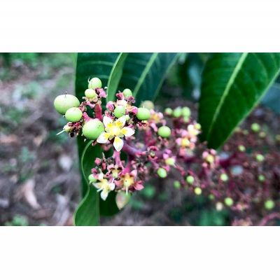 【ふるさと納税】【2026年発送】久米島赤鶏牧場 直送！糖度15度以上「プレミアム」完熟マンゴー 2玉（約1kg） マンゴー 完熟 アップルマンゴー アーウィン 糖度15度 特選品 プレミアム 贈答 贈り物 甘い 濃厚 循環型農業 減農薬栽培 芳醇 爽やか 南国フルーツ ギフト 沖縄 サムネイル3