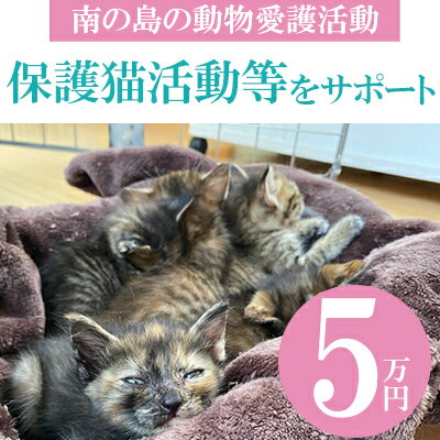 【南の島の動物愛護活動】保護猫活動等をサポート（5万円）- ねこ ネコ 地域猫 保護活動 支援 応援 さくらねこ 動物愛護 保護 里親 寄附のみ 沖縄県 八重瀬町