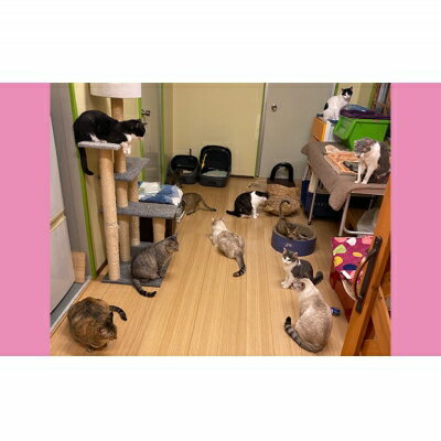 【ふるさと納税】【南の島の動物愛護活動】保護猫活動等をサポート（5万円）- ねこ ネコ 地域猫 保護活動 支援 応援 さくらねこ 動物愛護 保護 里親 寄附のみ 沖縄県 八重瀬町 サムネイル2