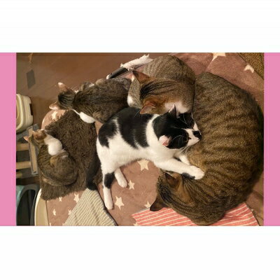 【ふるさと納税】【南の島の動物愛護活動】保護猫活動等をサポート（5千円）- ねこ ネコ 地域猫 保護活動 支援 応援 さくらねこ 動物愛護 保護 里親 寄附のみ 沖縄県 八重瀬町 サムネイル3