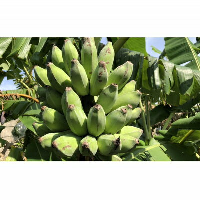 【ふるさと納税】希少栽培種のばなな！ぐしちゃん銀バナナ約2Kg - バナナ 銀バナナ ナムワヌアン 果物 フルーツ 希少 国産 おすすめ 沖縄県 八重瀬町 サムネイル2