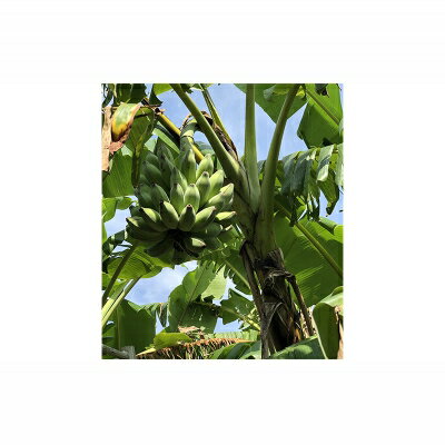 【ふるさと納税】希少栽培種のばなな！ぐしちゃん銀バナナ約2Kg - バナナ 銀バナナ ナムワヌアン 果物 フルーツ 希少 国産 おすすめ 沖縄県 八重瀬町 サムネイル3