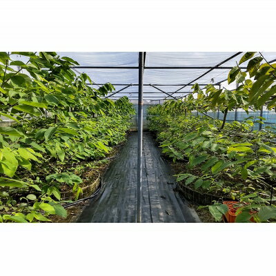 【ふるさと納税】【先行受付】森のアイスクリーム アテモヤ 1kg (沖縄県八重瀬町産) - 先行予約 沖縄 産地直送 南国フルーツ 旬の味覚 旬のフルーツ 沖縄県 八重瀬町 サムネイル3