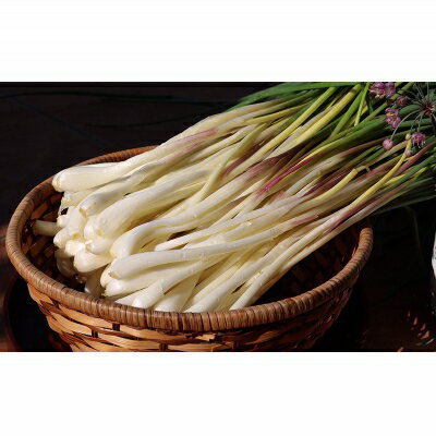 【ふるさと納税】【先行受付】【2026年発送】沖縄県八重瀬町産 島らっきょう約1.2kg - 国産 生らっきょう 甘酢漬け 漬物 天ぷら チャンプルー 有機栽培 おすすめ 送料無料 - 画像2