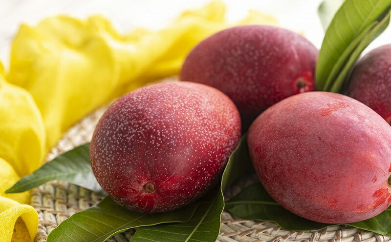 【ふるさと納税】【先行受付】【2026年発送】JAおきなわの産直アップルマンゴー 約1.5kg【ご家庭用・白箱】- 先行予約 沖縄 産地直送 南国フルーツ 旬の味覚 家庭用 オススメ 沖縄県 八重瀬町 サムネイル3