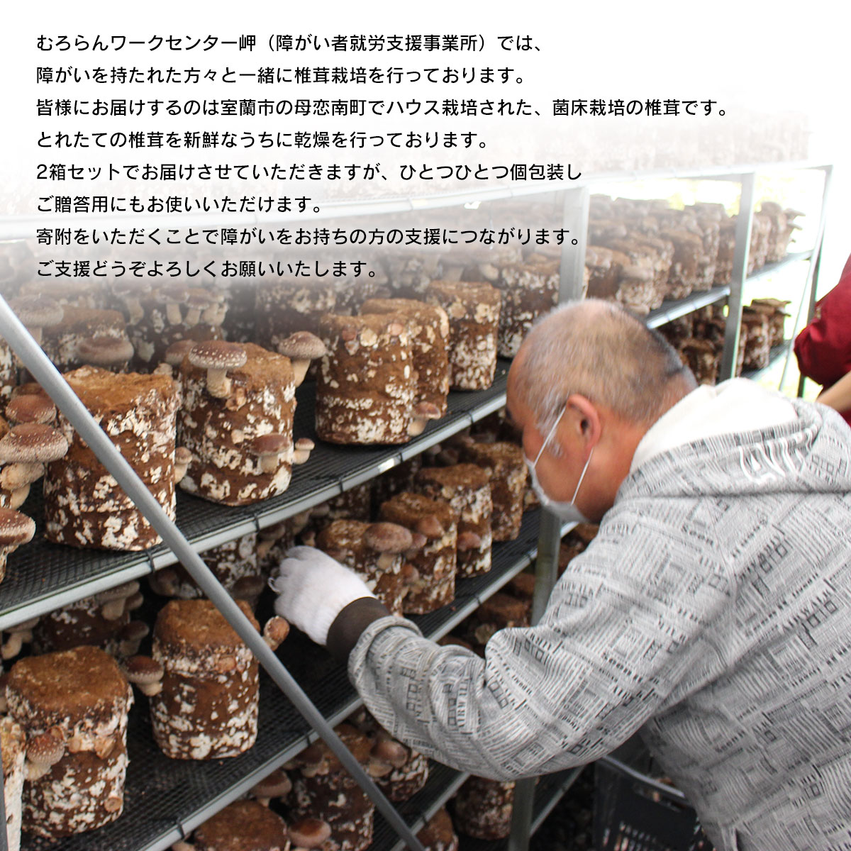 【ふるさと納税】乾燥椎茸（どんこ）110g×2箱 【 ふるさと納税 人気 おすすめ ランキング 北海道 室蘭 椎茸 どんこ しいたけ 干し椎茸 肉厚 乾燥 乾物ドライ 野菜 きのこ キノコ 大容量 詰合せ 北海道 室蘭市 送料無料 】 MROBD001 - 画像2