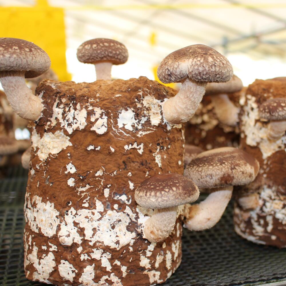 【ふるさと納税】乾燥椎茸（どんこ）110g×2箱 【 ふるさと納税 人気 おすすめ ランキング 北海道 室蘭 椎茸 どんこ しいたけ 干し椎茸 肉厚 乾燥 乾物ドライ 野菜 きのこ キノコ 大容量 詰合せ 北海道 室蘭市 送料無料 】 MROBD001 - 画像3