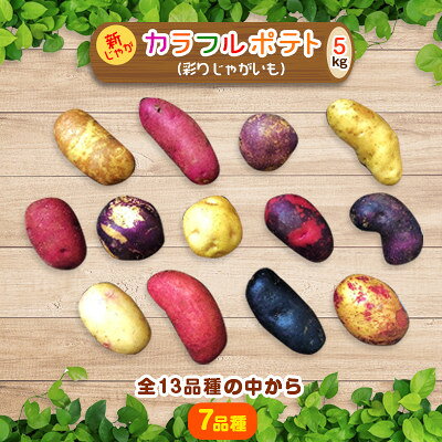 【十勝ガールズ農場】直送!新じゃが「カラフルポテト(彩りじゃがいも)」いろいろ試せる「7種」5kg!【配送不可地域：離島】【1146704】