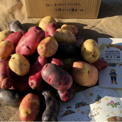 【ふるさと納税】【十勝ガールズ農場】直送!新じゃが「カラフルポテト(彩りじゃがいも)」いろいろ試せる「7種」5kg!【配送不可地域：離島】【1146704】 - 画像2