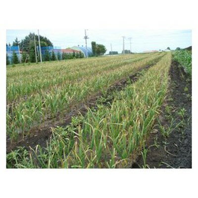 【ふるさと納税】黒にんにく レギュラー (中玉6～9個+バラ入) ×2箱 計480g【1205011】 - 画像3