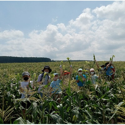 【ふるさと納税】先行予約【十勝ガールズ農場】直送 ヤングコーン箱詰め 約2kg(30～35本)_ ヤングコーン とうもろこし トウモロコシ 北海道 帯広市 送料無料 【配送不可地域：離島】【1490692】 - 画像2