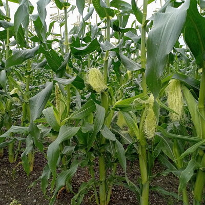 【ふるさと納税】先行予約【十勝ガールズ農場】直送 ヤングコーン箱詰め 約2kg(30～35本)_ ヤングコーン とうもろこし トウモロコシ 北海道 帯広市 送料無料 【配送不可地域：離島】【1490692】 - 画像3