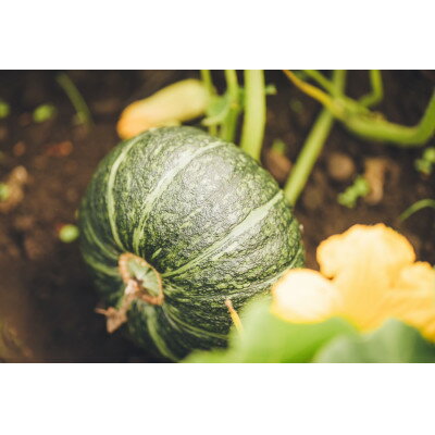 【ふるさと納税】北海道帯広市産　かぼちゃ「きみまろん」5kg　糖度15～19度【1608373】 - 画像3