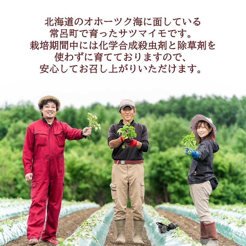 【ふるさと納税】【予約：2025年11月中旬から順次発送】北海道北見市常呂町産 サツマイモ オホーツクシルク 5kg - 画像2