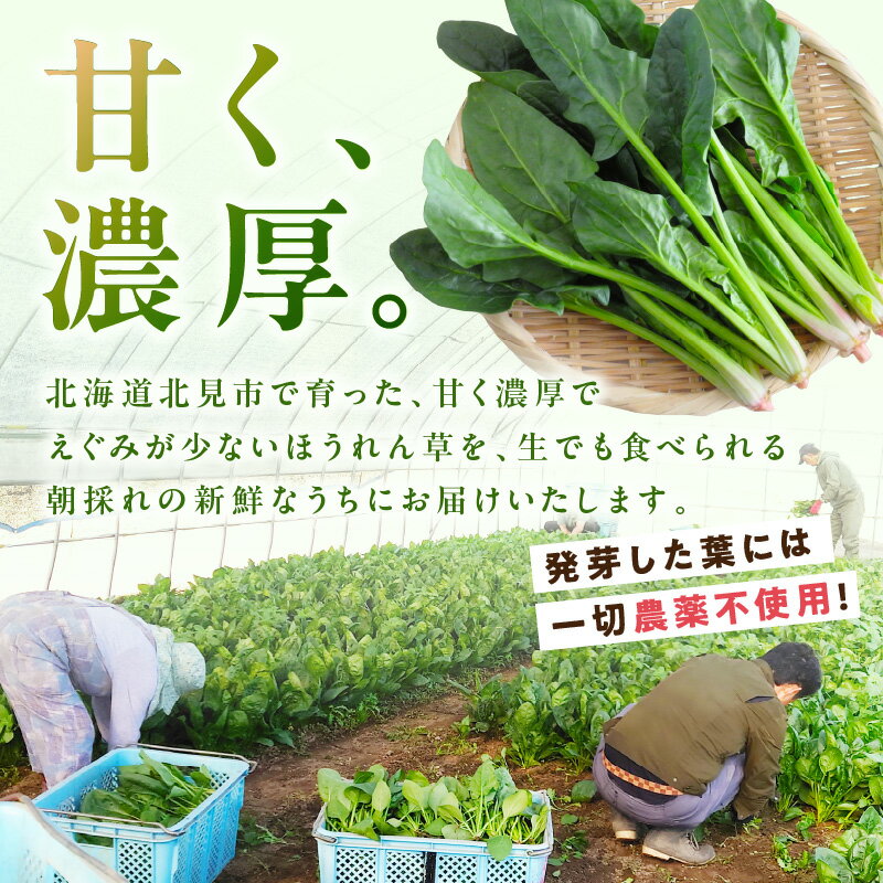 【ふるさと納税】【予約：2026年6月中旬から順次発送】北海道北見産 朝採れ ほうれん草 1kg 200g×5袋 ( 新鮮 採れたて ホウレンソウ ほうれんそう ハウス栽培 ) - 画像2