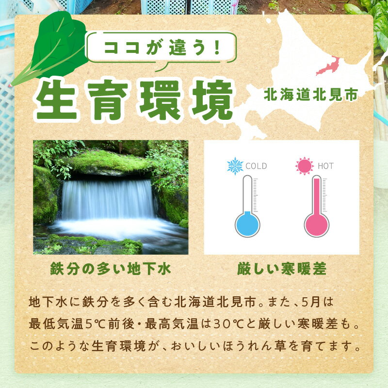 【ふるさと納税】【予約：2026年6月中旬から順次発送】北海道北見産 朝採れ ほうれん草 1kg 200g×5袋 ( 新鮮 採れたて ホウレンソウ ほうれんそう ハウス栽培 ) - 画像3
