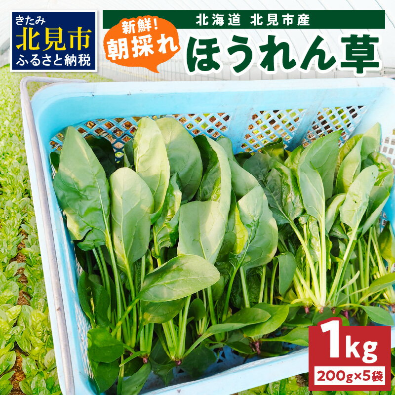 【予約：2026年6月中旬から順次発送】北海道北見産 朝採れ ほうれん草 1kg 200g×5袋 ( 新鮮 採れたて ホウレンソウ ほうれんそう ハウス栽培 )