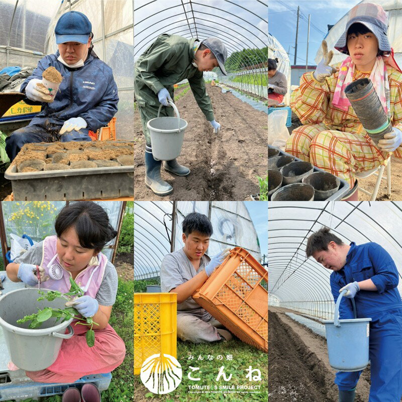 【ふるさと納税】【予約：2026年7月下旬から順次発送】こんねの旬の野菜詰め合わせセット 夏BOX 7〜8月 - 画像2