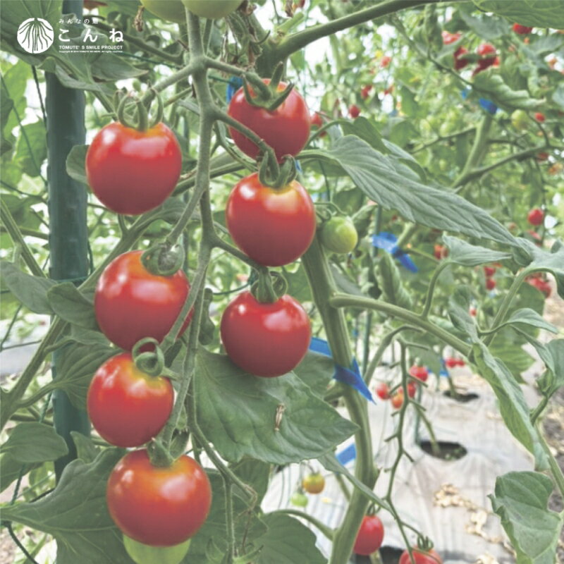 【ふるさと納税】【予約：2026年7月下旬から順次発送】こんねの旬の野菜詰め合わせセット 夏BOX 7〜8月 - 画像3