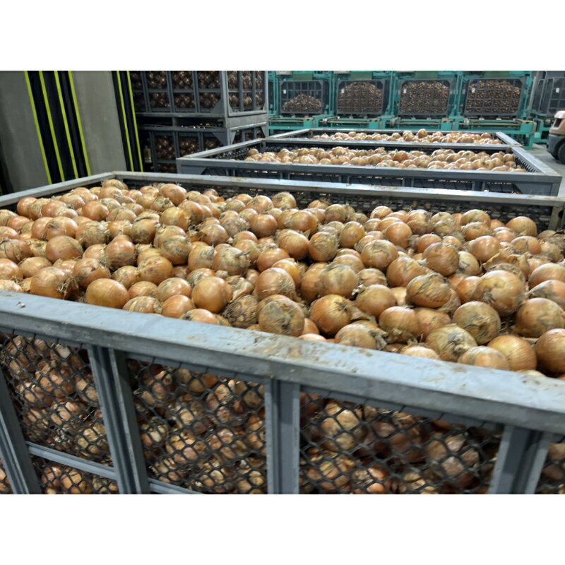 【ふるさと納税】★12月配送可能★【予約】JAきたみらい産 玉ねぎ Lサイズ 10kg 20kg サムネイル2