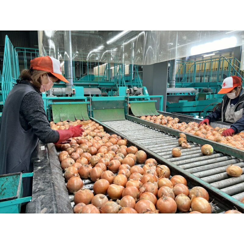 【ふるさと納税】★12月配送可能★【予約】JAきたみらい産 玉ねぎ Lサイズ 10kg 20kg サムネイル3