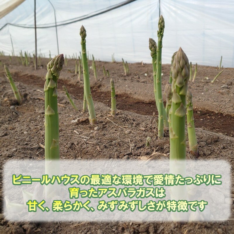 【ふるさと納税】【予約：2026年4月中旬から順次発送】ハウス栽培 グリーンアスパラ 1.2kg ( アスパラガス 野菜 新鮮 朝採れ ) - 画像2