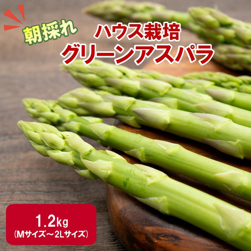 【予約：2026年4月中旬から順次発送】ハウス栽培 グリーンアスパラ 1.2kg ( アスパラガス 野菜 新鮮 朝採れ )