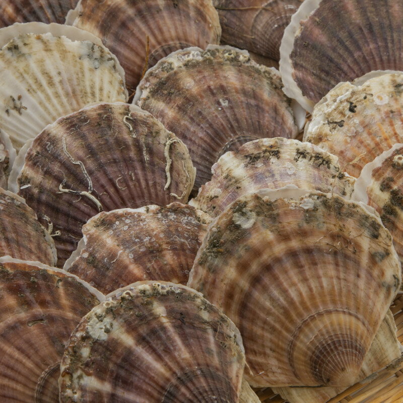 【ふるさと納税】【予約：2026年3月下旬から順次発送】オホーツク貝付きほたて 3kg 5kg ( 海鮮 魚介 魚介類 貝 貝類 ホタテ ほたて 帆立 殻付き 貝柱 贈答 ギフト 贈り物 お中元 お祝い BBQ バーベキュー ) - 画像2