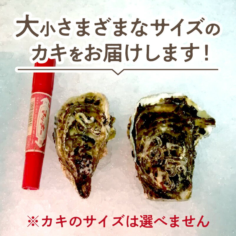 【ふるさと納税】【予約:2025年10月より順次発送】【選べる内容量】海のミルクサロマ湖産殻付2年物カキ貝 3kg 5kg 7.5kg 10kg ( 海鮮 魚介 魚介類 貝 貝類 カキ 牡蠣 3キロ 5キロ 7.5キロ 10キロ 贈答 ギフト BBQ バーベキュー 選べる ) サムネイル2