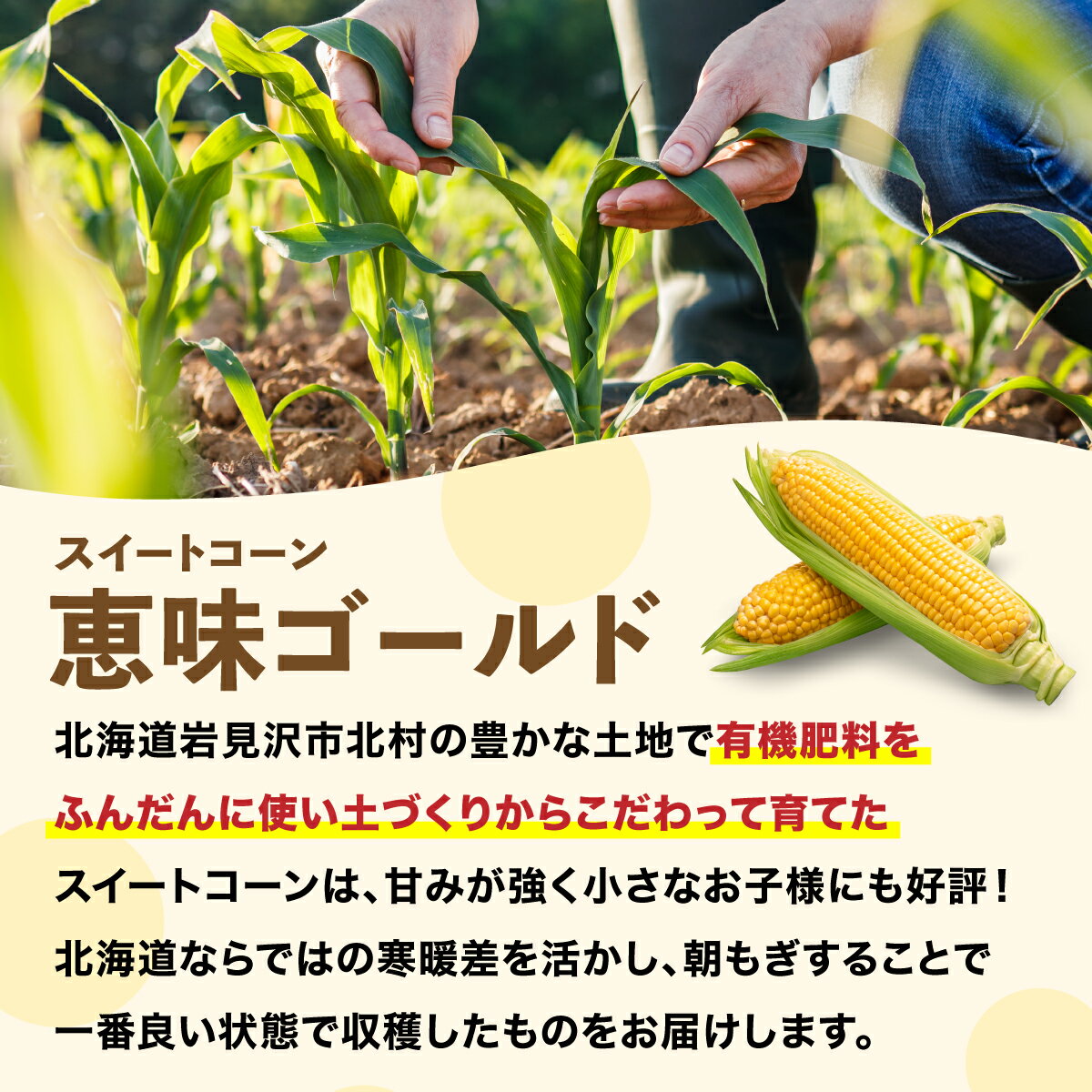 【ふるさと納税】【先行予約】朝取りスイートコーン「恵味ゴールド」10本入り｜コーン とうもろこし 岩見沢市 野菜 北海道【a167-001】 - 画像2