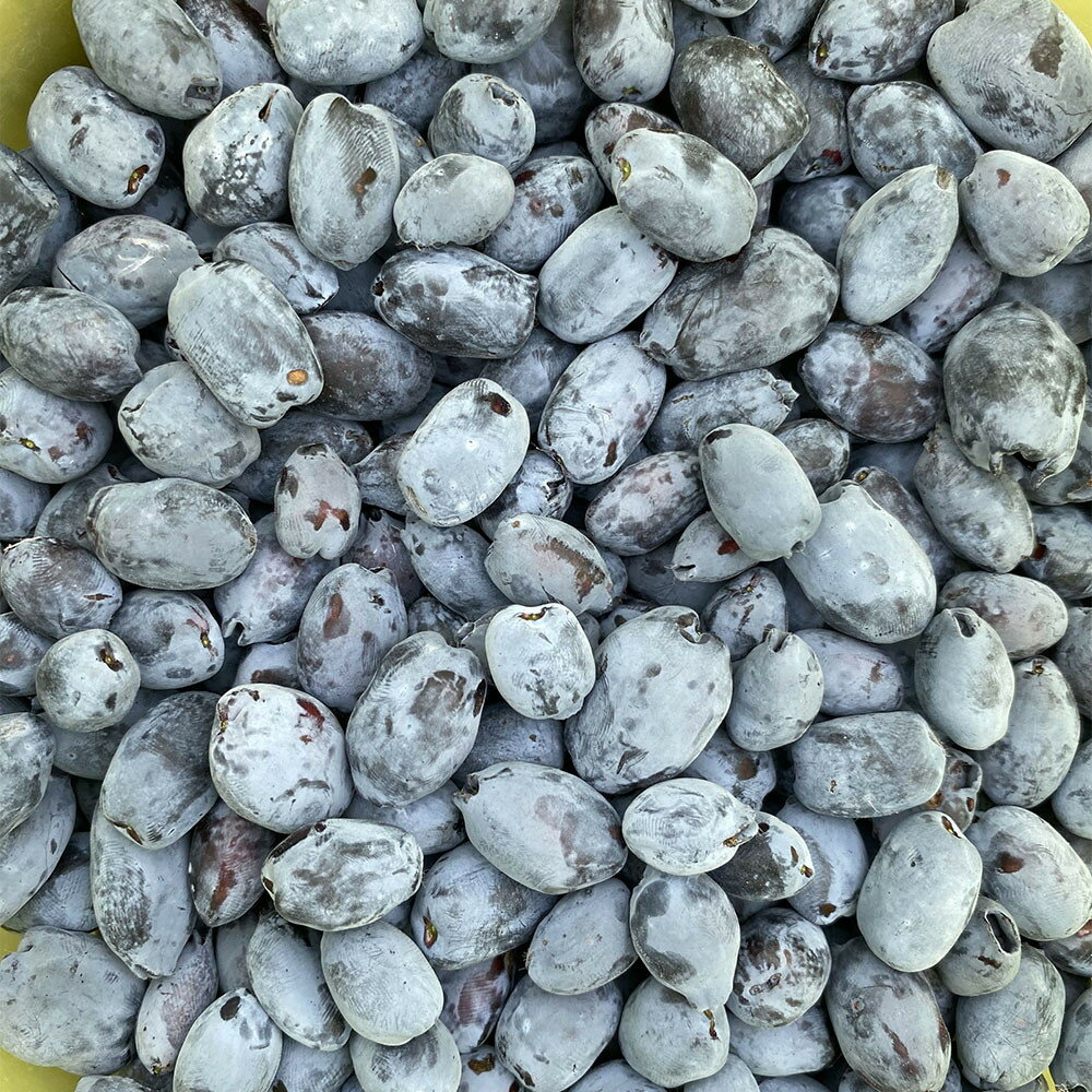 【ふるさと納税】アンテナショップPiPaセレクト 美唄産のハスカップ1.0kg（500g×2） サムネイル3