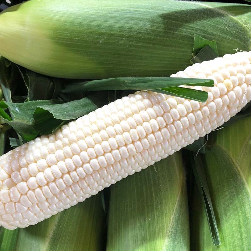 【ふるさと納税】朝採れスイートコーン 10本（ホワイト/イエロー 各5本） EB8-0150 - 画像2