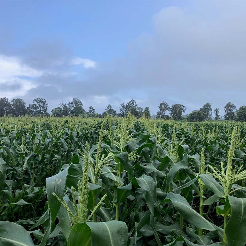 【ふるさと納税】朝採れスイートコーン 10本（ホワイト/イエロー 各5本） EB8-0150 - 画像3