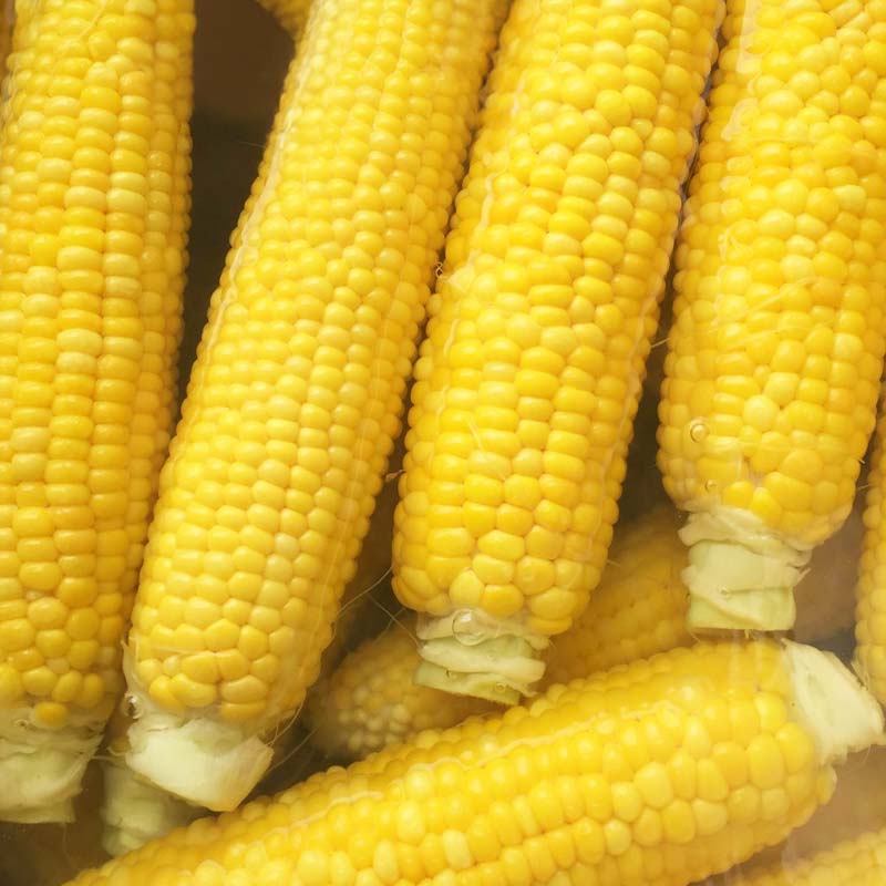 【ふるさと納税】【2026年8月中旬発送開始】北海道産とうもろこし（恵味ゴールド10本） EB8-0444 - 画像2