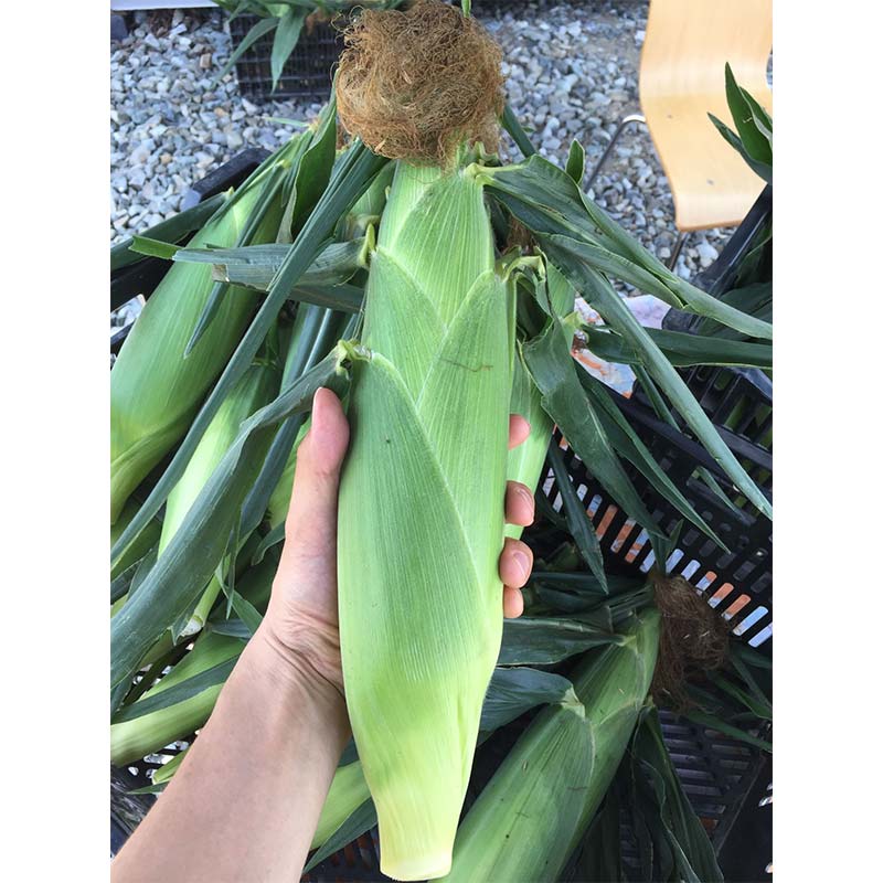 【ふるさと納税】【2026年8月中旬発送開始】北海道産とうもろこし（恵味ゴールド10本） EB8-0444 - 画像3