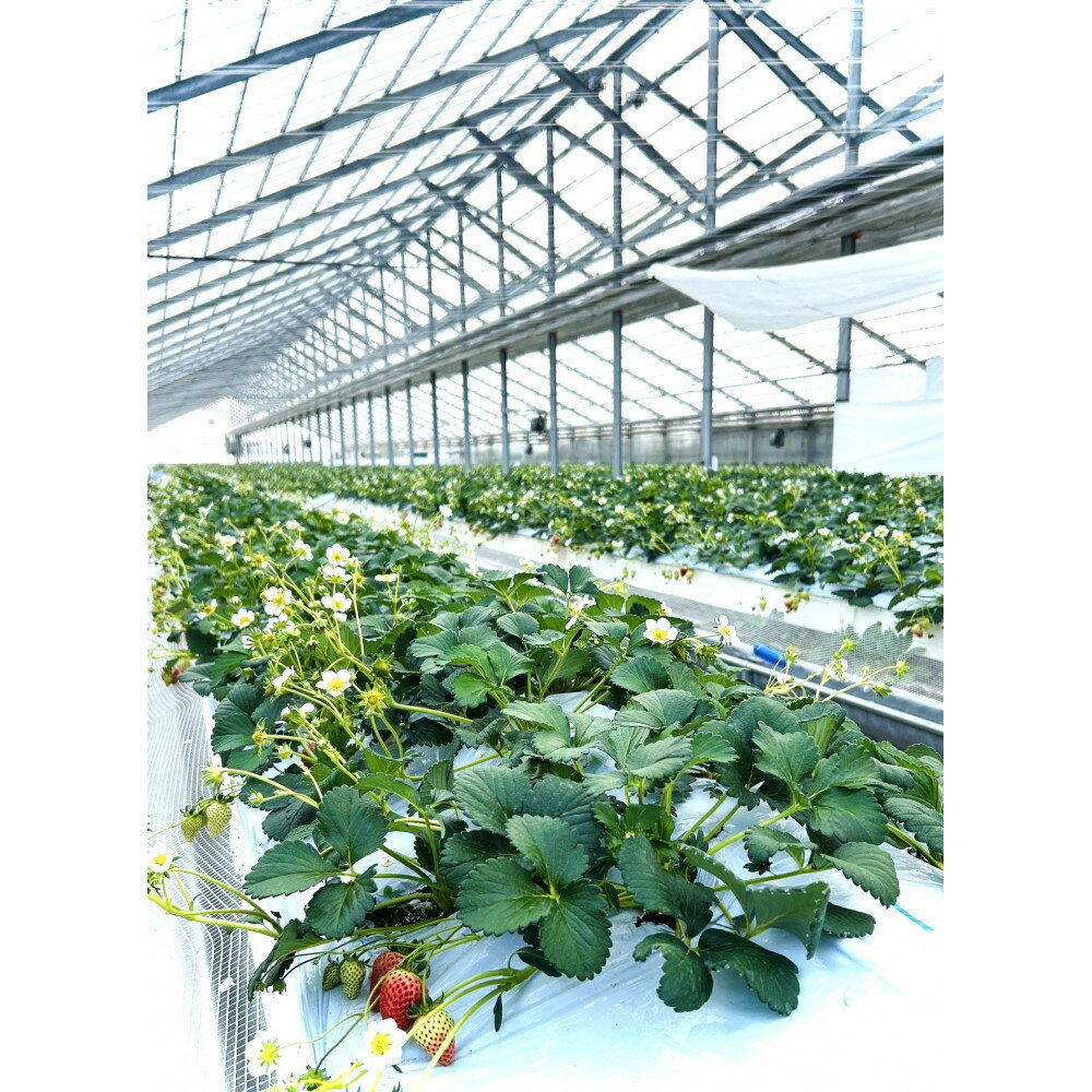 【ふるさと納税】よつぼしいちご　約600g（約300g×2パック） | 菓子 おかし 食品 人気 おすすめ 送料無料 サムネイル3