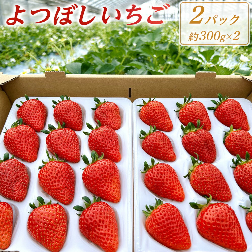 よつぼしいちご　約600g（約300g×2パック） | 菓子 おかし 食品 人気 おすすめ 送料無料