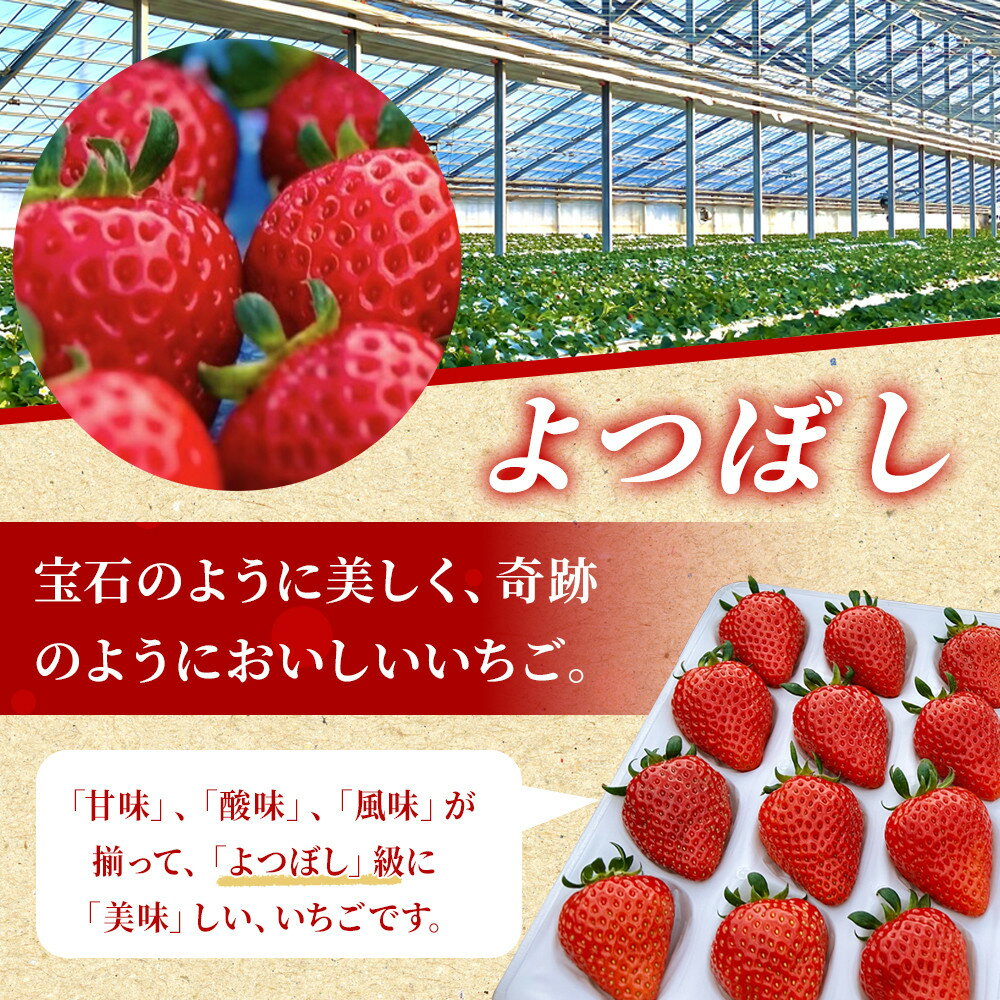 【ふるさと納税】よつぼしいちご　約600g（約300g×2パック） | 菓子 おかし 食品 人気 おすすめ 送料無料 サムネイル2